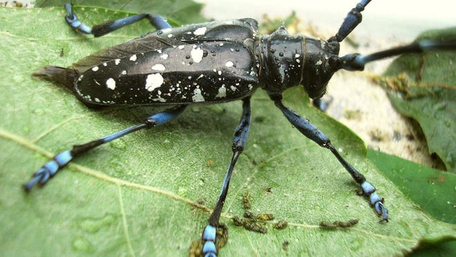 The Asian longhorned beetle has damaged 97,000 Ohio trees.