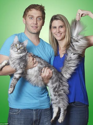 Will and Lauren Powers with Cygnus Regulus, whose 17.58-inch tail is longer than any other domestic feline, says the Guinness website.