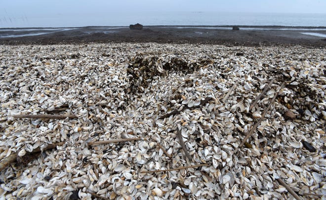 Thousands of zebra mussel shells are washed up on the shores of Saginaw Bay behind houses along Bay Shore Drive in Bangor Township after recent storms.