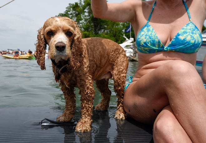 A dog takes a ride on a paddle board with its' owner during the annual Jobbie Nooner at Gull Island on Lake St. Clair, Friday, June 26, 2020.