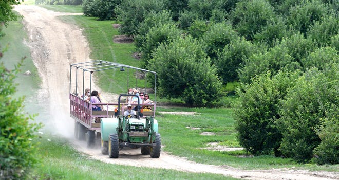 More customers travel on Wagon Lane to the sunflower fields as they pass 50-year-old apple trees. Adults and children attend the First Westview Sunflower Festival at Westview Orchards & Winery in Washington Twp., Friday afternoon, August 7, 2020. Running the first two weekends in August, the event runs from 10-6, Saturday and Sunday. Reservations can be made Sunday as Saturday is sold out, but walk-up customers will be permitted to enter so see and pick from more than 25,000 sunflower plants on five acres. For more information, visit www.westvieworchards.com