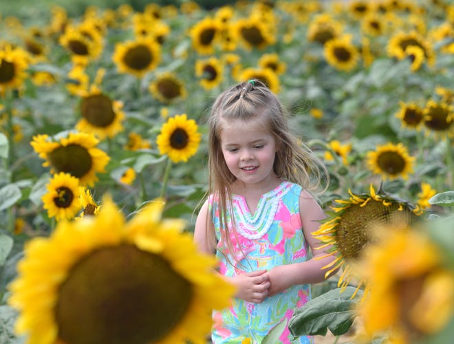 Evelyn Taube, 3, of Rochester Hills, tries to decide which sunflower she will pick.