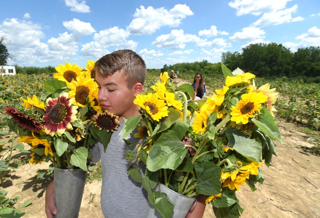 Casimer Ponus, left, carries two vessels of sunflowers as he's followed by his mother, Elaine Ponus, center, both of Clinton Twp., and his sister, Cierra Snoeck, right, of Warren.