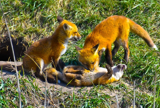 Allen Park photographer John Fortener made a wonderful photo of these fox kits playing outside their den in Muskegon.