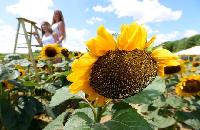 Scarlett Spencer, left, 13, and her mother, Brooke Meathe, both of Bloomfield, pose on a ladder among the sunflowers.