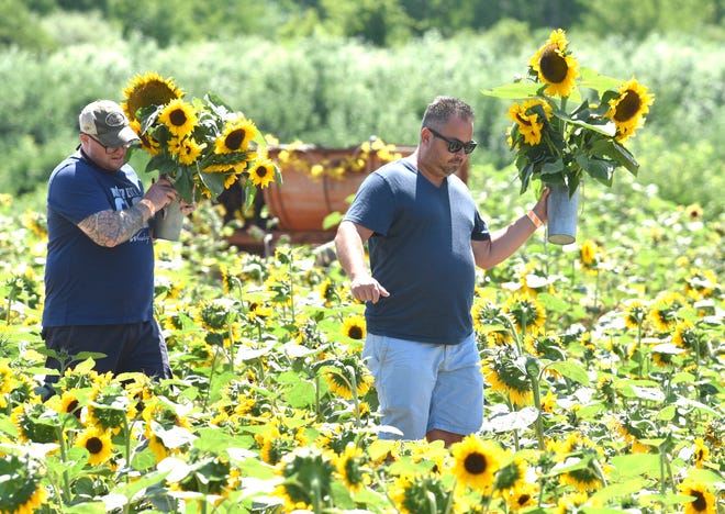 Bowen Kline, left, of Romeo, and Kevin Nameth, of Clinton Twp., carry vessels of sunflowers with their wives, Sarah Carlson and Tiffany Nameth, respectively, (neither pictured).