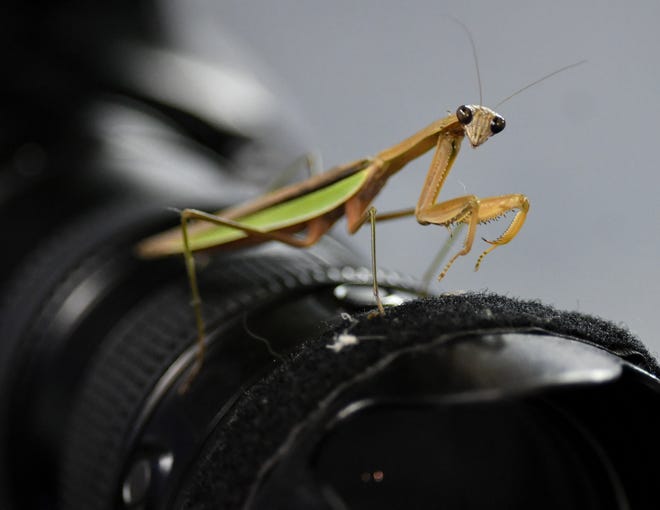 A praying mantis explores a Detroit News camera in the sixth inning as the Detroit Tigers play the Chicago Cubs at Comerica Park in Detroit, Sunday, August, 26, 2020.